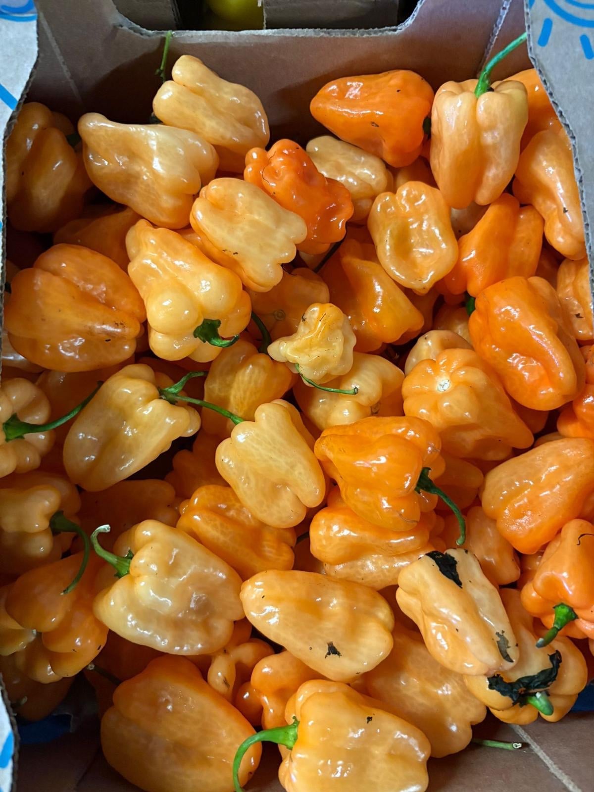 Orange and Yellow Habanero-2lbs