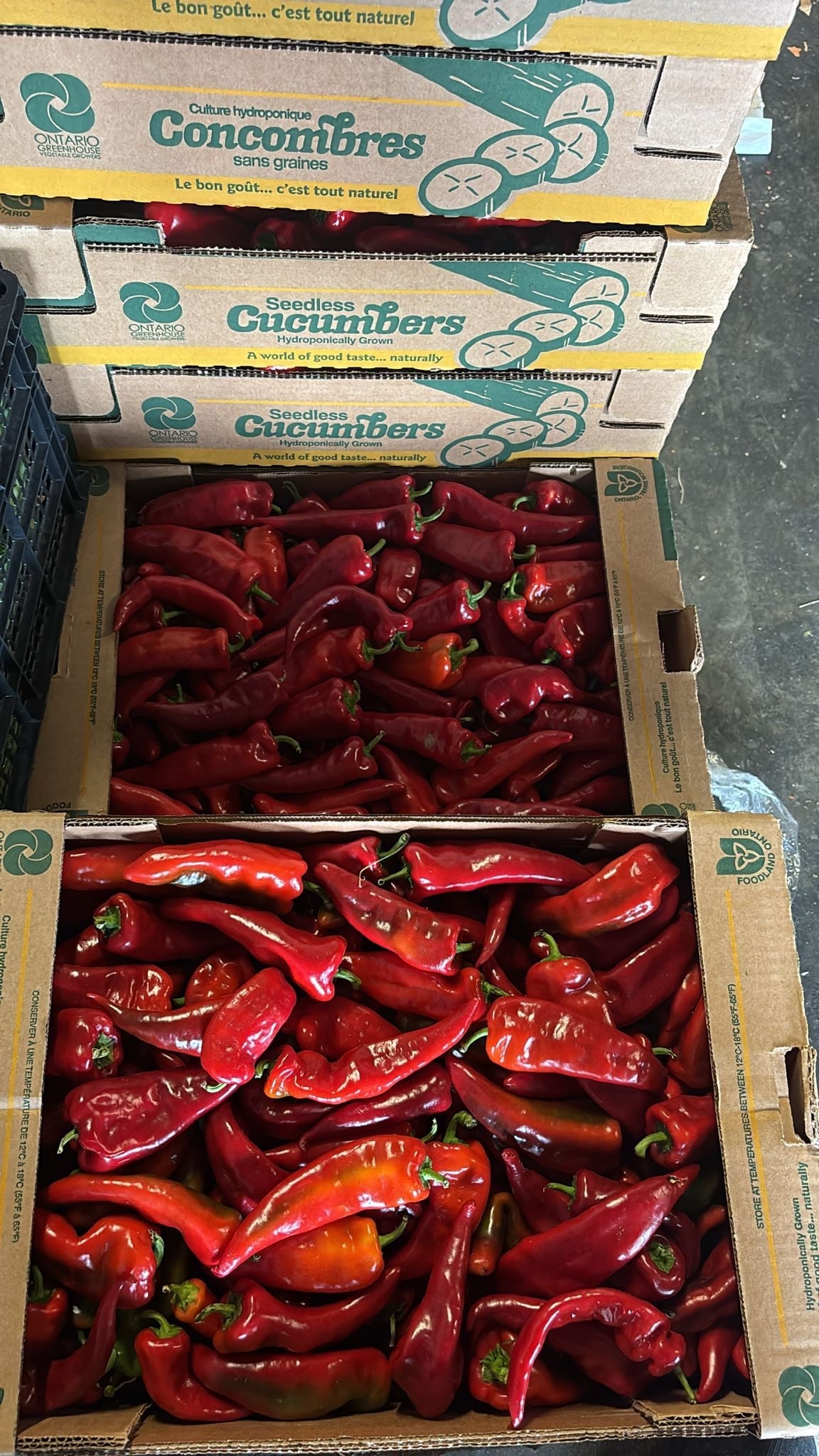 Crimson Pepper -