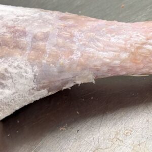 Turkey Drumstick