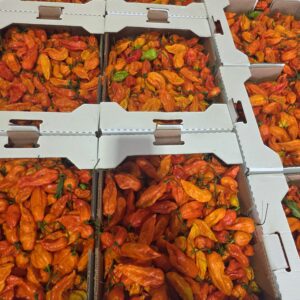 Ghost Pepper